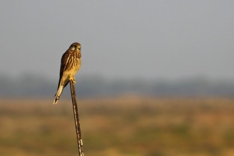 Zdjęcie z okna świerkówca Pustułki zwyczajnej